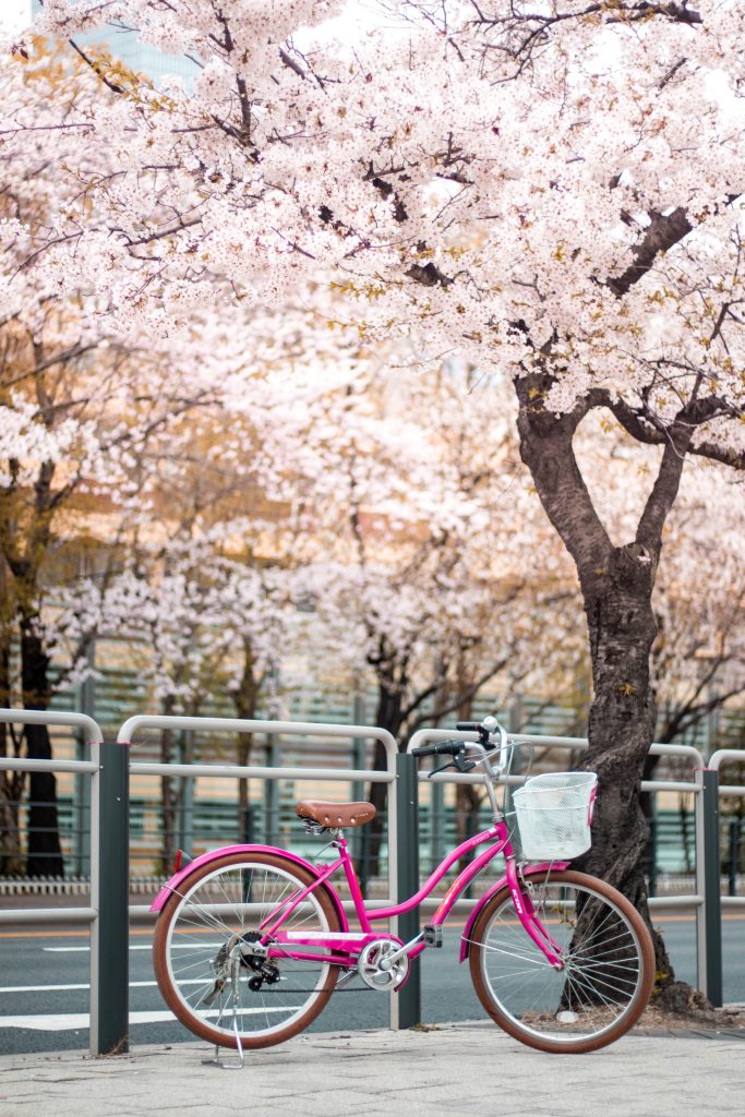rower pod drzewem